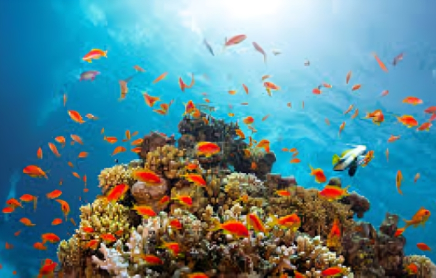 Ras Mohamed Snorkeling Sea Trip & White Island