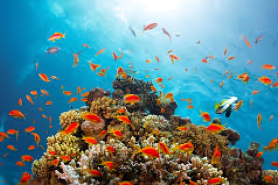 White Island sandbar Sharm El Sheikh Ras Mohamed sea trip.