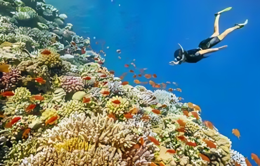 Introductory Scuba Diving Sharm El Sheikh