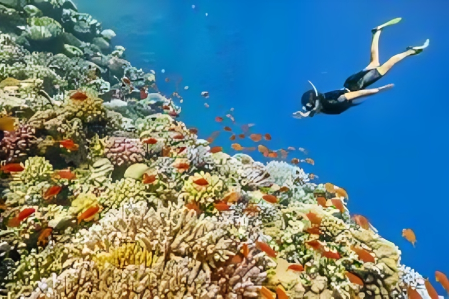 Beginner scuba diver exploring colorful coral reefs in Sharm El Sheikh.