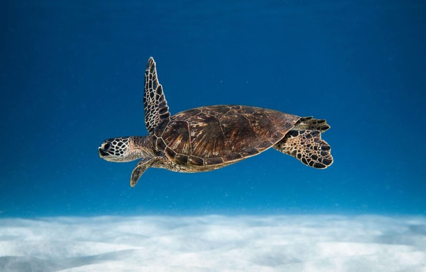 Schnorchelausflug nach Marsa Mubarak | Dugongs und Meeresschildkröten