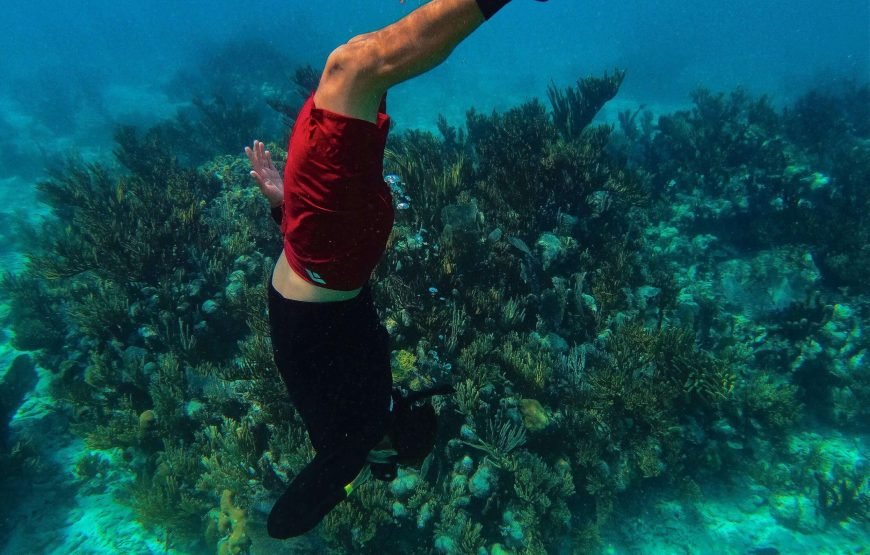 Schnorchelausflug nach Marsa Mubarak | Dugongs und Meeresschildkröten