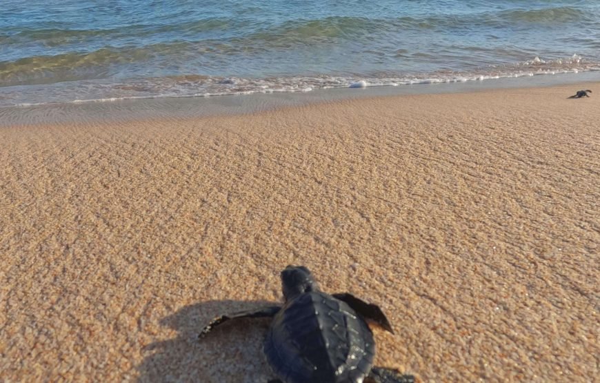 Schnorchelausflug nach Marsa Mubarak | Dugongs und Meeresschildkröten