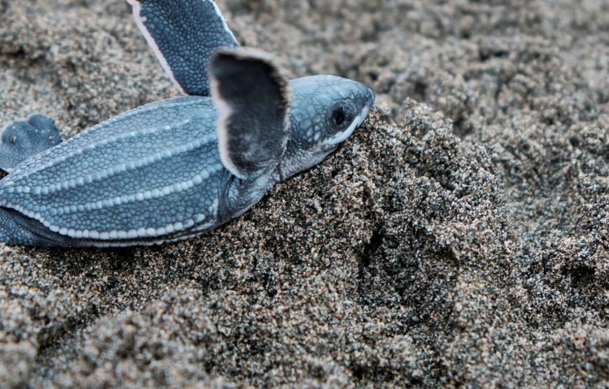 Schnorchelausflug nach Marsa Mubarak | Dugongs und Meeresschildkröten