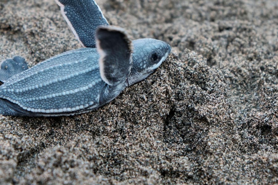 Marsa Mubarak Snorkeling Trip Dugong & Sea Turtles (4)