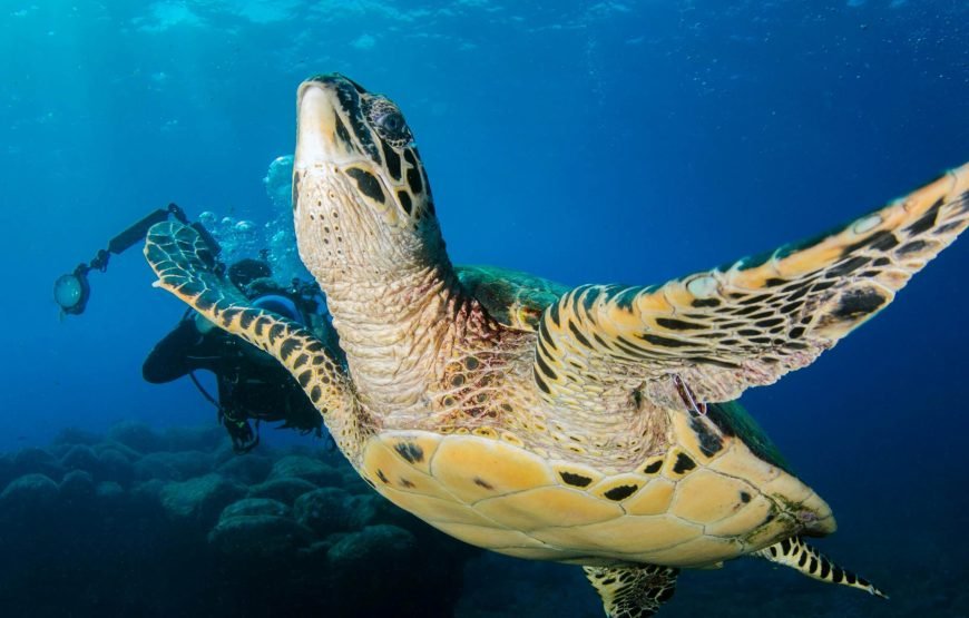 Schnorchelausflug nach Marsa Mubarak | Dugongs und Meeresschildkröten