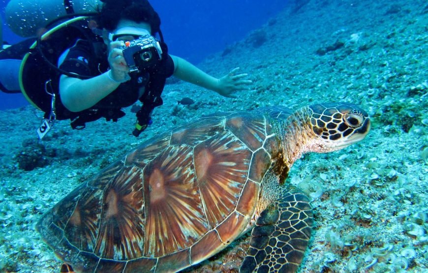 Schnorchelausflug nach Marsa Mubarak | Dugongs und Meeresschildkröten