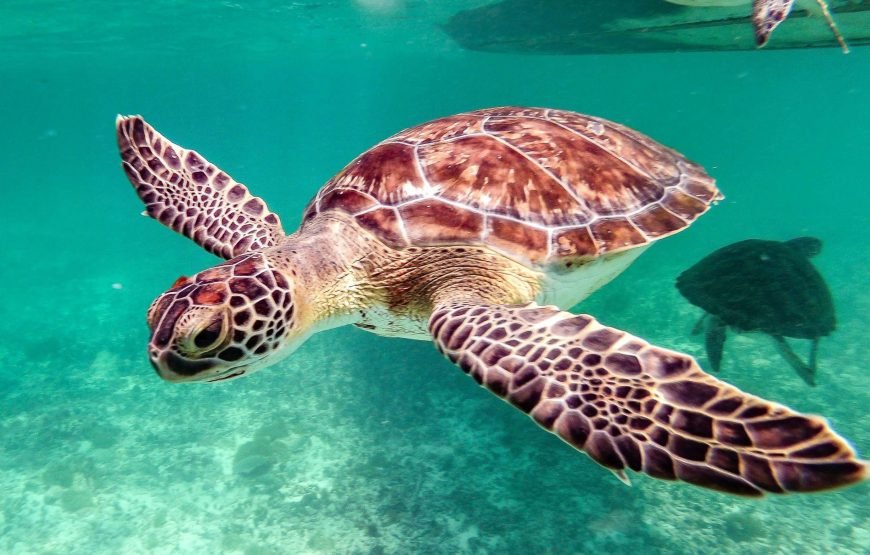 Schnorchelausflug nach Marsa Mubarak | Dugongs und Meeresschildkröten