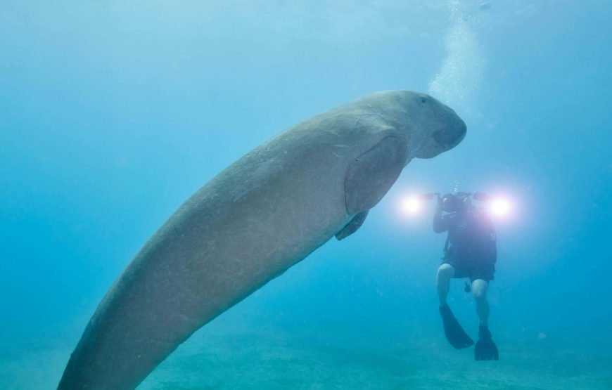 Schnorchelausflug nach Marsa Mubarak | Dugongs und Meeresschildkröten