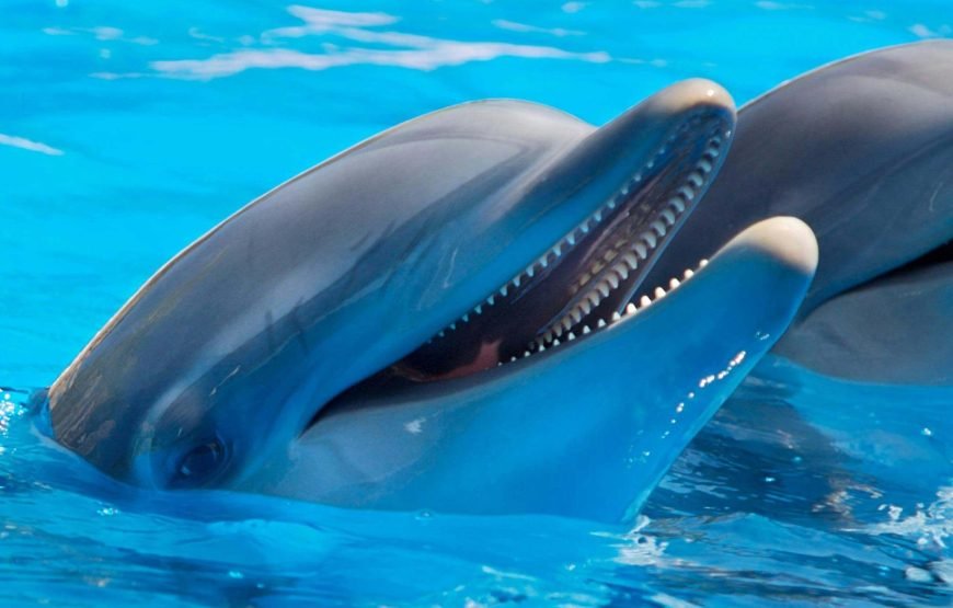 Sataya Reef Maison des dauphins Marsa Alam