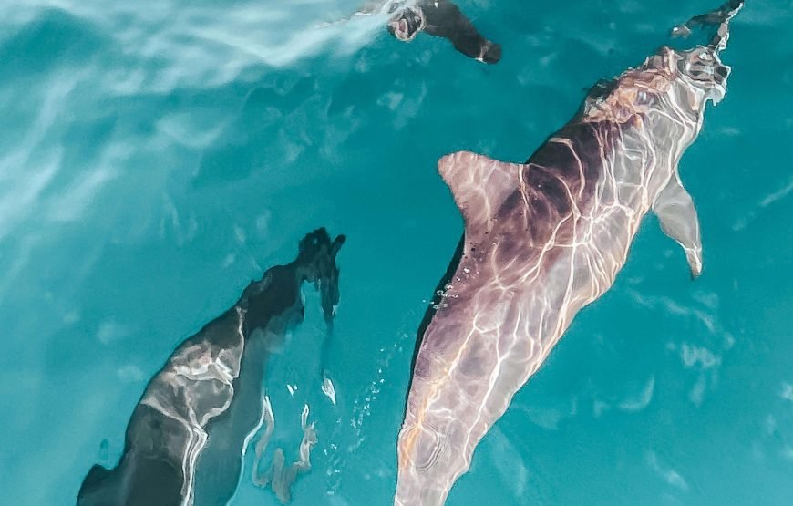 Sataya Reef Maison des dauphins Marsa Alam