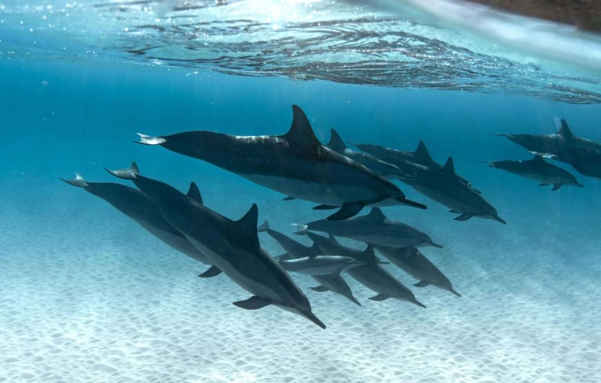 Sataya Reef Maison des dauphins Marsa Alam