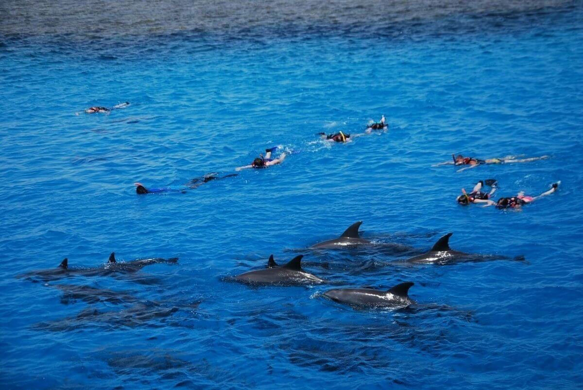 Dolphin House Ausflug ab Hurghada mit Yalla Holiday buchen