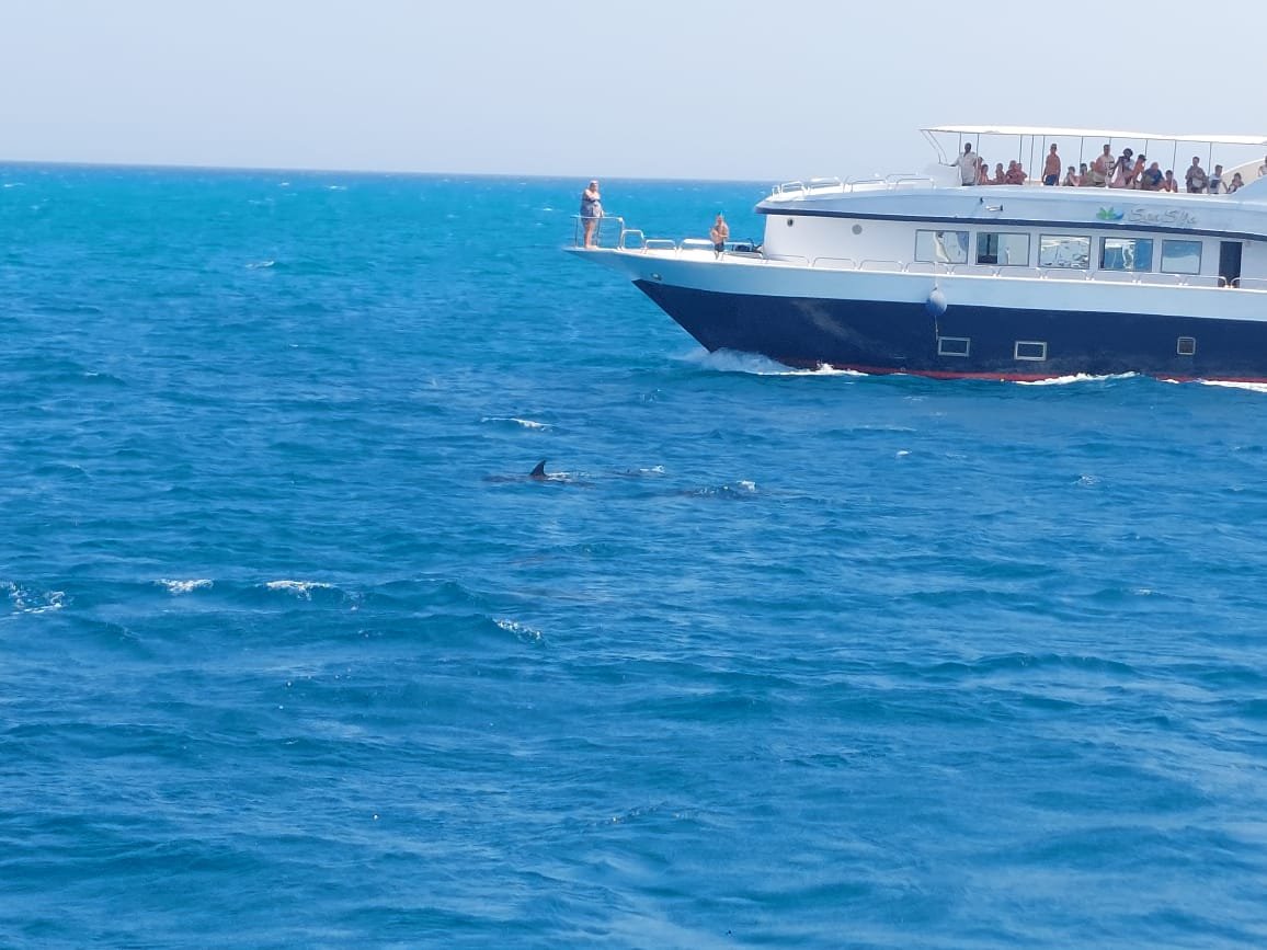Dolphin House Tour in Hurghada mit Yalla Holiday reservieren